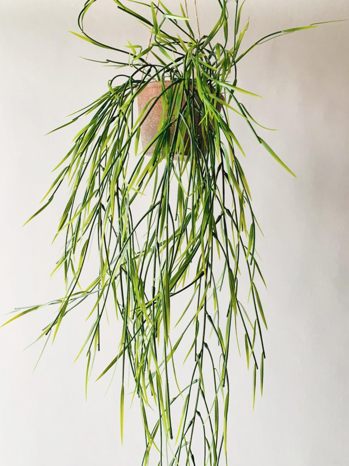 Hengeplante E H:82cm