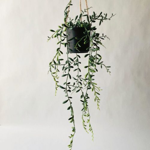 Hengeplante senecio h 81 cm