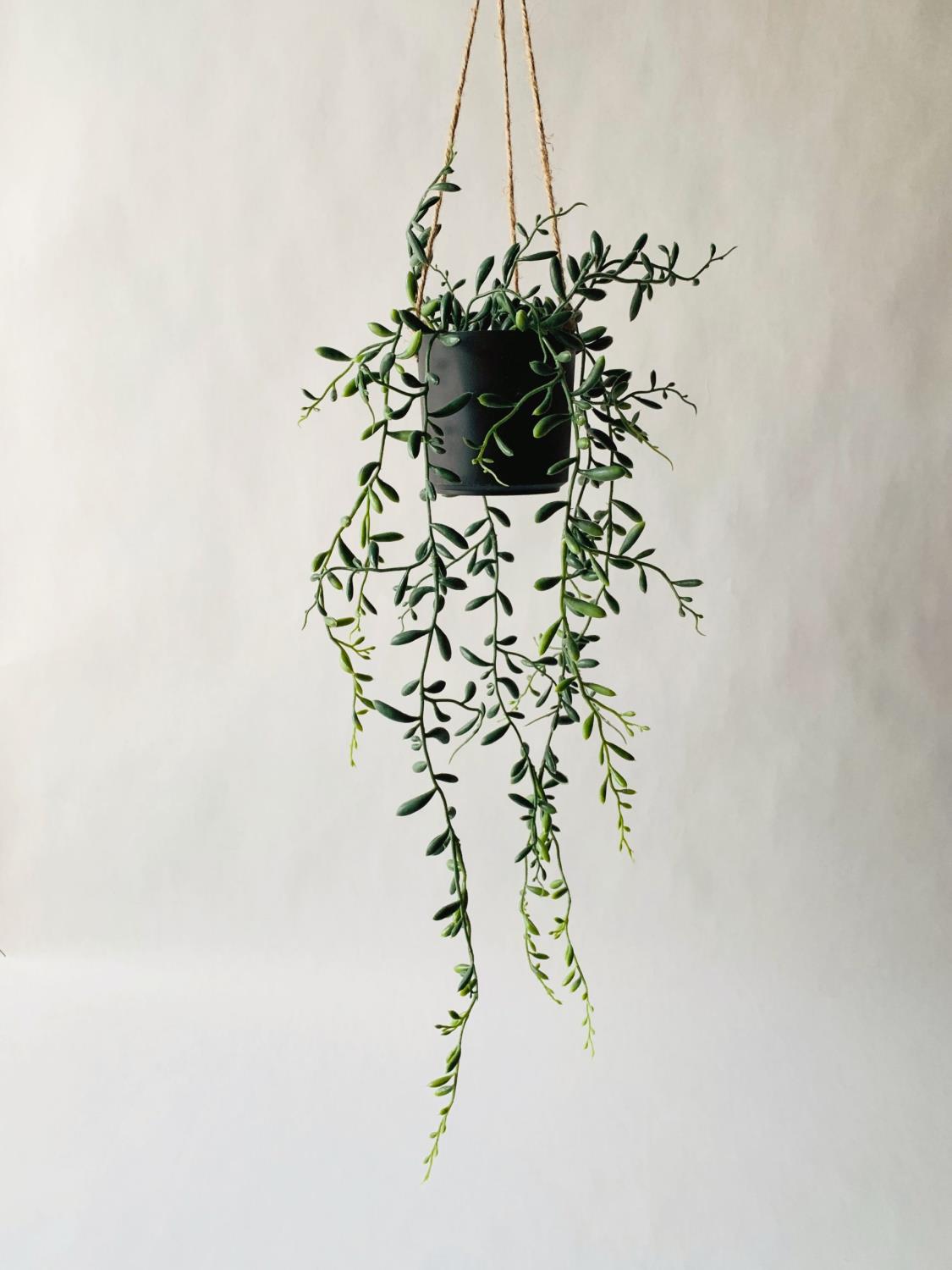 Hengeplante senecio h 81 cm