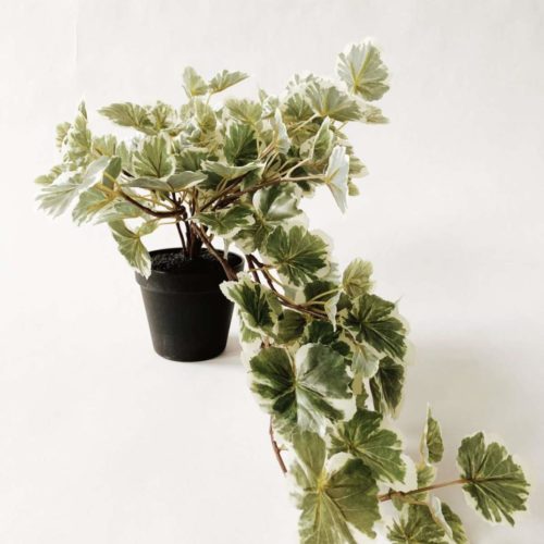 Pelargonia hengeplante 50 cm