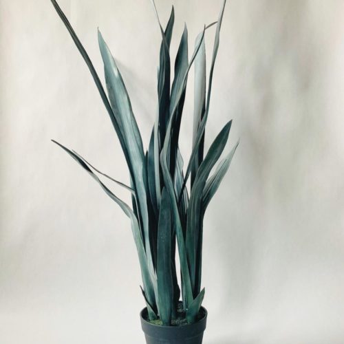 Sanseviera i potte h 119 cm