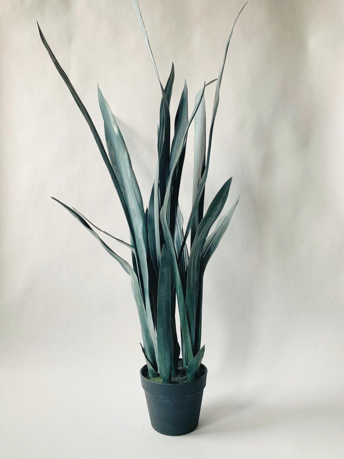Sanseviera i potte h 119 cm