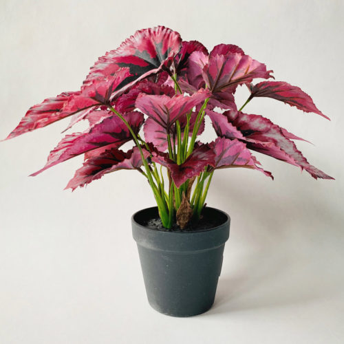 Begonia busk i potte h 33 cm