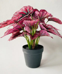 Begonia busk i potte h 33 cm