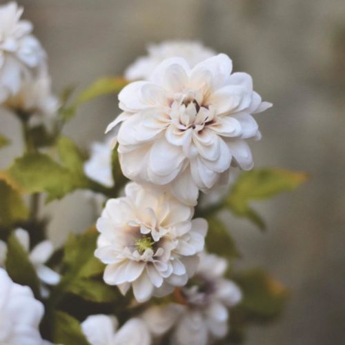 gallery-3193-for-107852