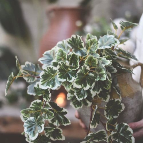 gallery-3092-for-107730