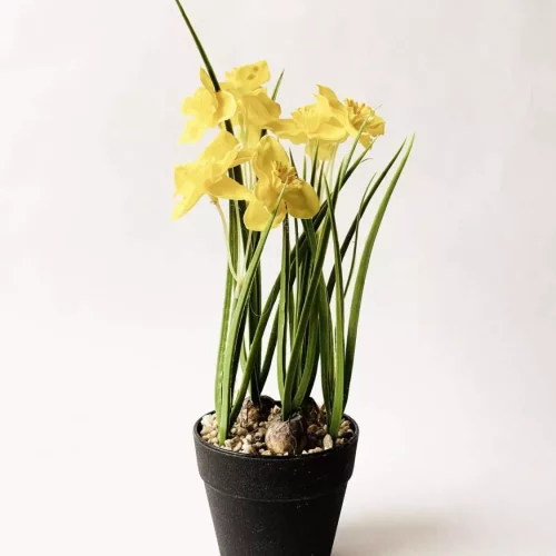 Påskelilje i krukke