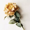 Rose gyllen gul