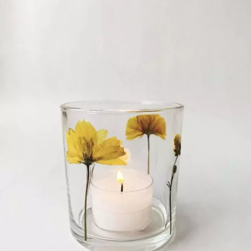 Lysglass botanikk gul