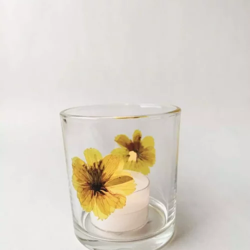 Lysglass botanikk gul