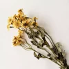 Asters gul