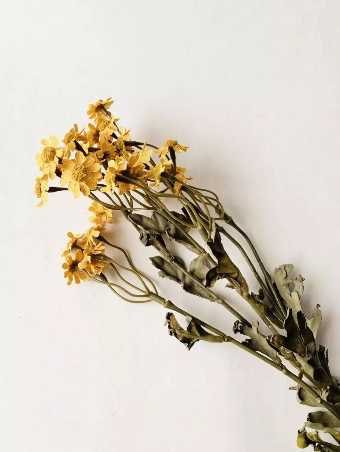 Asters gul