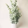 Eucalyptus h 65 cm