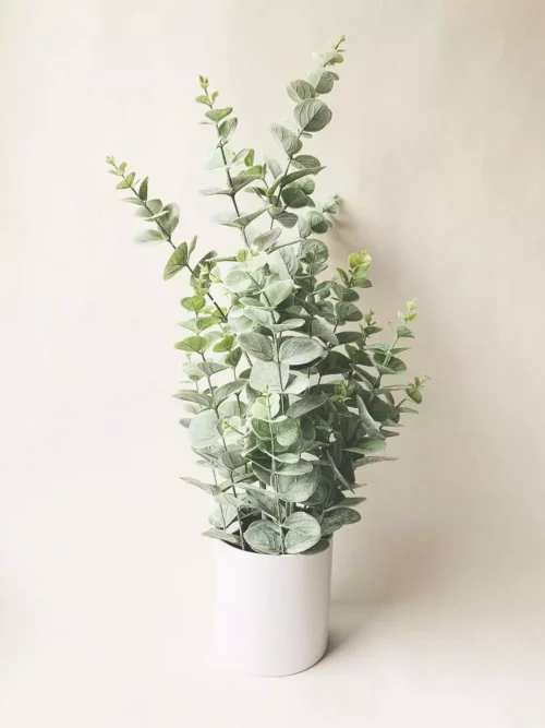 Eucalyptus h 65 cm