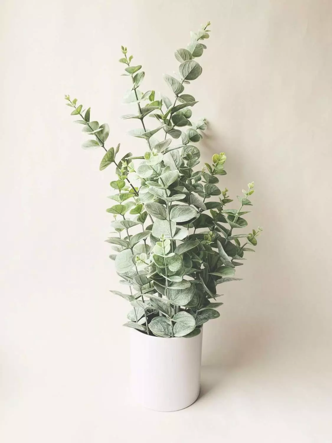 Eucalyptus h 65 cm