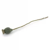 Poppy Seed Head Dusty Green