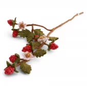 Raspberry Branch