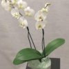 Hvit 2-grens orkide