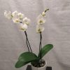 Hvit 2-grens orkide m/hvit potte
