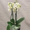Hvit 4-grens orkide
