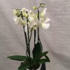 Hvit 4-grens orkide m/hvit potte