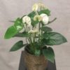 Hvit Flamingoblomst m/Flora gullpotte