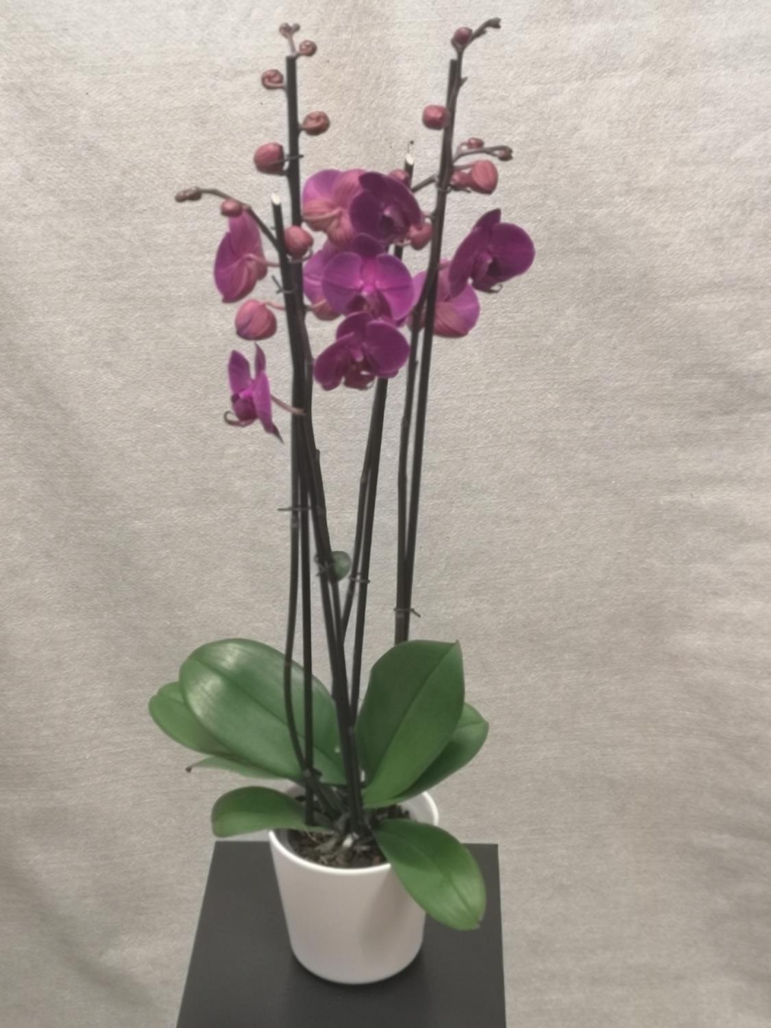 Lilla 4-grens orkide m/hvit potte