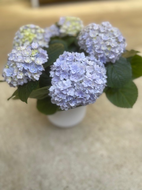 Hortensia, Blå med hvit potte