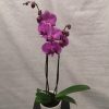 Lilla 2-grens orkide m/hvit potte