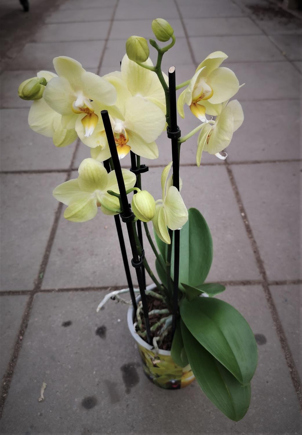 Gul 2-grens orkide