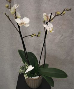 Gruppe med Hvit Orkide, grønnplante og pynt