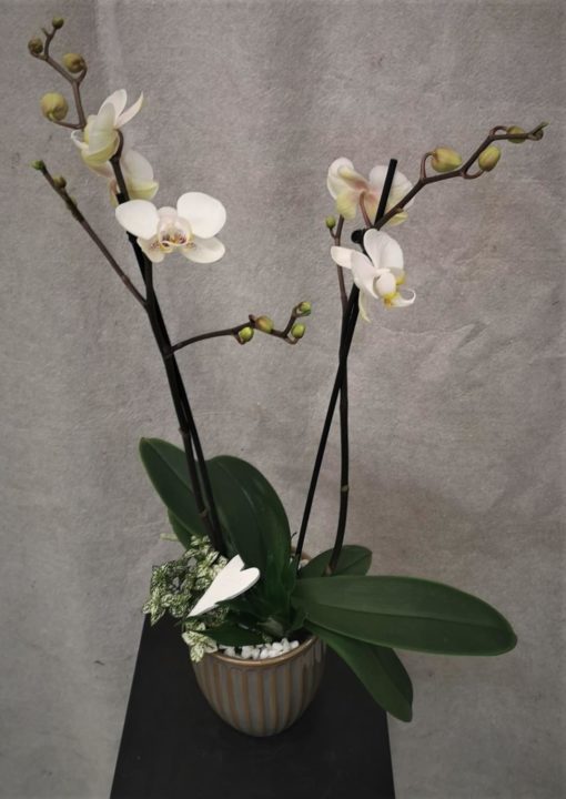 Gruppe med Hvit Orkide, grønnplante og pynt