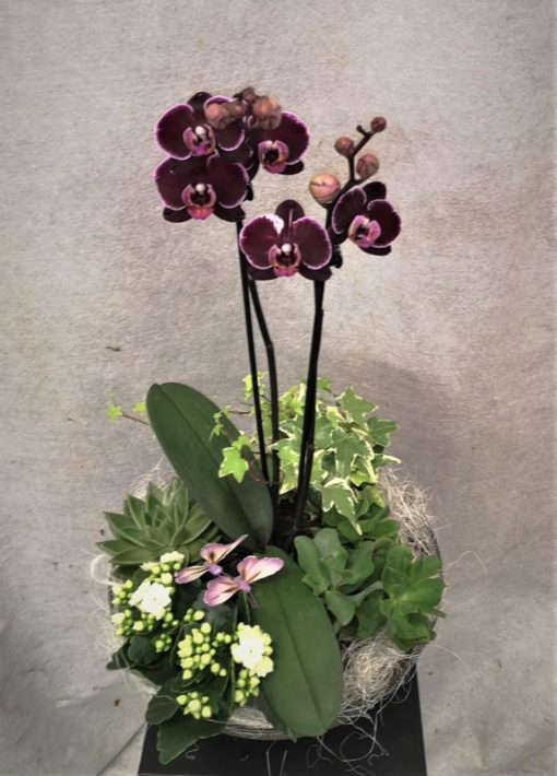 Gruppe med lilla Orkide, grønnplanter og pynt