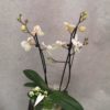 Gruppe hvit med Orkide, miniplanter og pynt