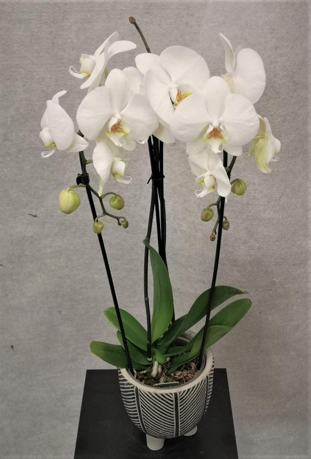 Orkide vannfall hvit med potte