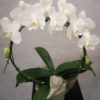 Hvit orkide på bøyle