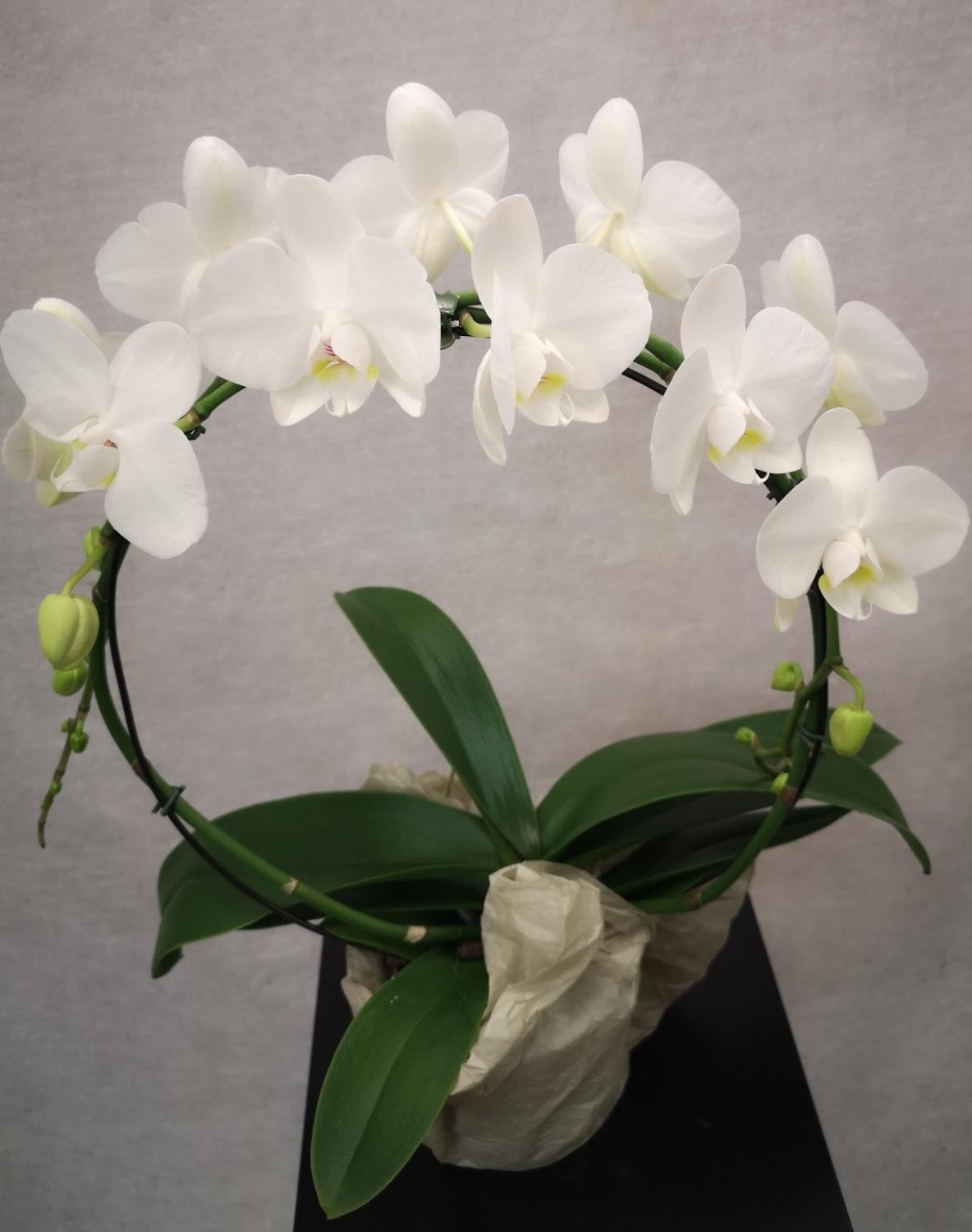 Hvit orkide på bøyle
