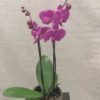 Lilla 2-grens orkide m/Flora gullpotte
