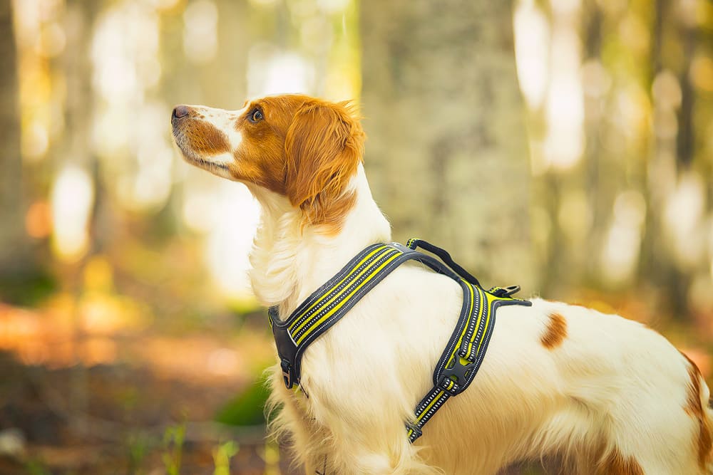 Axa 4 season power harness