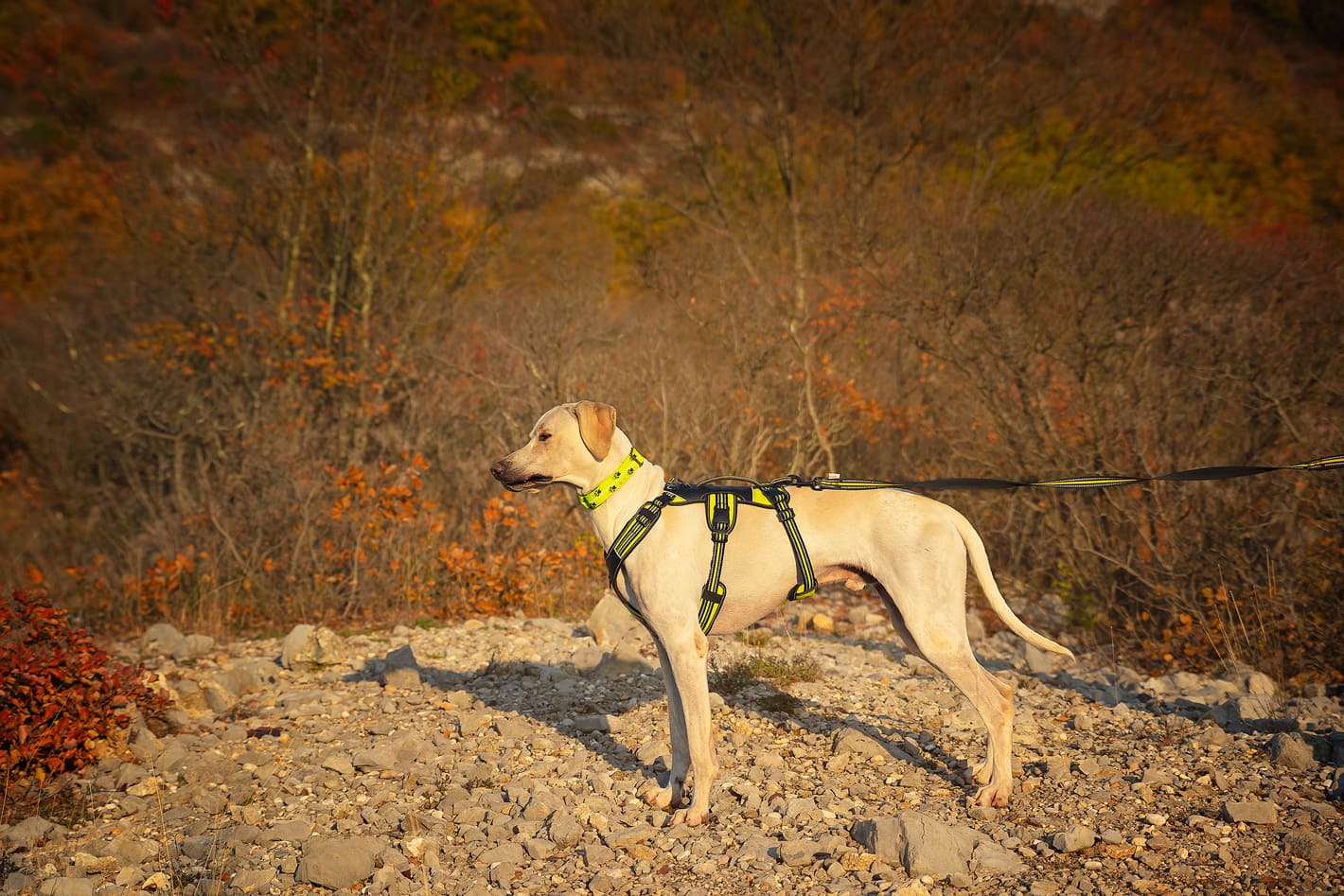 Axa 4 season broad peak harness