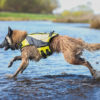 Axa aqua dog life jacket