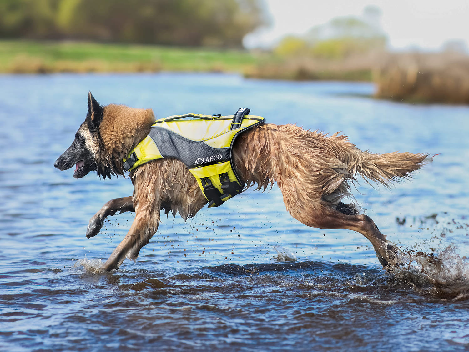 Axa aqua dog life jacket
