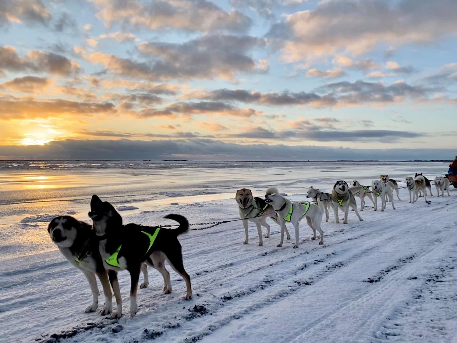 AXA Sele X-Shirt (gammel versjon)