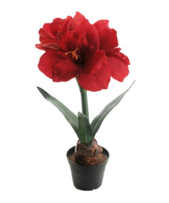 Amaryllis rød, 45 cm