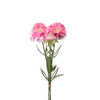 Scabiosa bunt, rosa 30 cm