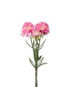 Scabiosa bunt, rosa 30 cm