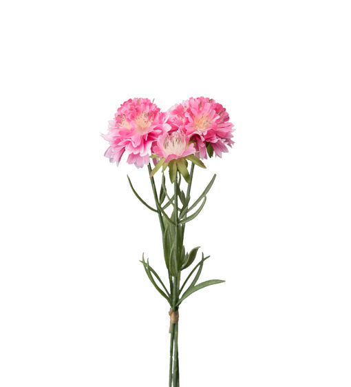 Scabiosa bunt, rosa 30 cm