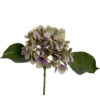 Hortensia purple, 25 cm