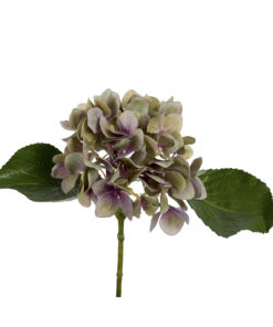 Hortensia purple, 25 cm