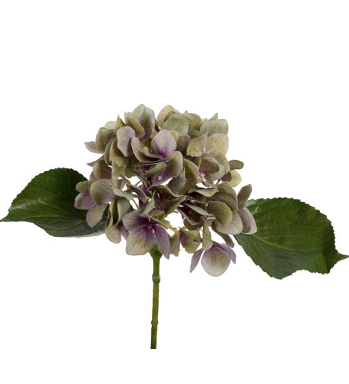 Hortensia purple, 25 cm